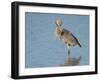 Great blue heron preening, Ardea herodias, Ding Darling National Wildlife Refuge, Sanibel, Florida-Maresa Pryor-Framed Photographic Print