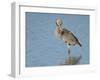 Great blue heron preening, Ardea herodias, Ding Darling National Wildlife Refuge, Sanibel, Florida-Maresa Pryor-Framed Photographic Print