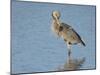 Great blue heron preening, Ardea herodias, Ding Darling National Wildlife Refuge, Sanibel, Florida-Maresa Pryor-Mounted Photographic Print
