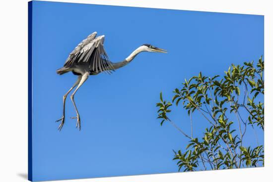 Great Blue Heron prepares to land on a tree over the Brazilian Pantanal-James White-Stretched Canvas