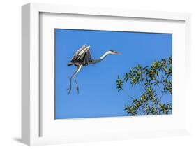 Great Blue Heron prepares to land on a tree over the Brazilian Pantanal-James White-Framed Photographic Print