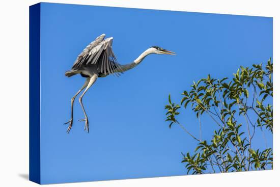 Great Blue Heron prepares to land on a tree over the Brazilian Pantanal-James White-Stretched Canvas