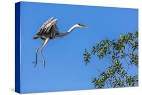 Great Blue Heron prepares to land on a tree over the Brazilian Pantanal-James White-Stretched Canvas