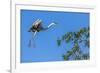 Great Blue Heron prepares to land on a tree over the Brazilian Pantanal-James White-Framed Photographic Print