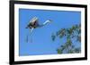 Great Blue Heron prepares to land on a tree over the Brazilian Pantanal-James White-Framed Photographic Print