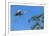 Great Blue Heron prepares to land on a tree over the Brazilian Pantanal-James White-Framed Photographic Print