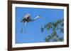 Great Blue Heron prepares to land on a tree over the Brazilian Pantanal-James White-Framed Photographic Print