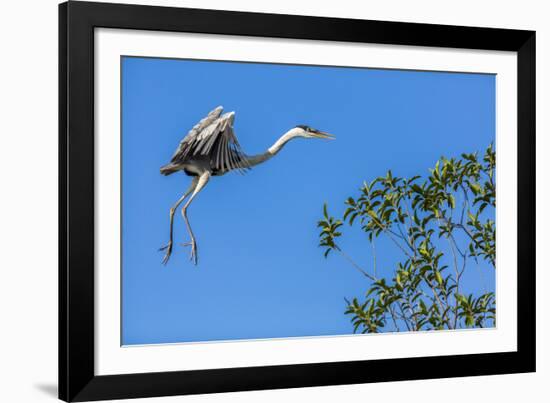 Great Blue Heron prepares to land on a tree over the Brazilian Pantanal-James White-Framed Photographic Print