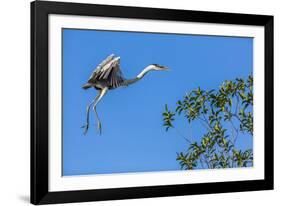 Great Blue Heron prepares to land on a tree over the Brazilian Pantanal-James White-Framed Photographic Print