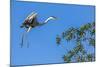 Great Blue Heron prepares to land on a tree over the Brazilian Pantanal-James White-Mounted Photographic Print