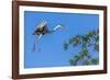 Great Blue Heron prepares to land on a tree over the Brazilian Pantanal-James White-Framed Photographic Print