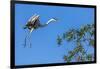 Great Blue Heron prepares to land on a tree over the Brazilian Pantanal-James White-Framed Photographic Print