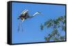 Great Blue Heron prepares to land on a tree over the Brazilian Pantanal-James White-Framed Stretched Canvas