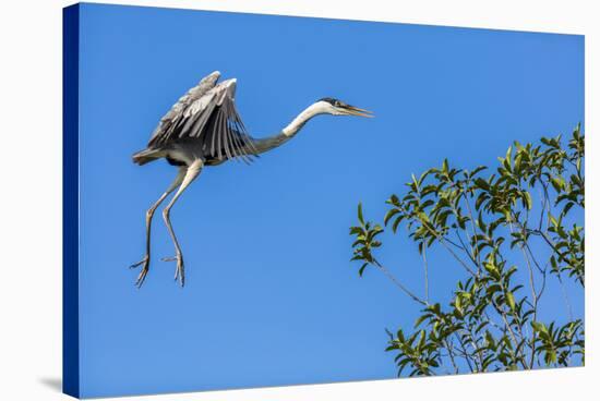 Great Blue Heron prepares to land on a tree over the Brazilian Pantanal-James White-Stretched Canvas