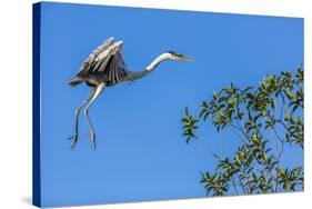 Great Blue Heron prepares to land on a tree over the Brazilian Pantanal-James White-Stretched Canvas