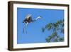 Great Blue Heron prepares to land on a tree over the Brazilian Pantanal-James White-Framed Photographic Print