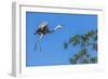 Great Blue Heron prepares to land on a tree over the Brazilian Pantanal-James White-Framed Photographic Print