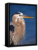 Great Blue Heron, Sanibel Island, Florida, USA-Charles Sleicher-Framed Stretched Canvas