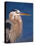 Great Blue Heron, Sanibel Island, Florida, USA-Charles Sleicher-Stretched Canvas