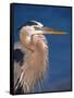 Great Blue Heron, Sanibel Island, Florida, USA-Charles Sleicher-Framed Stretched Canvas