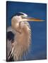 Great Blue Heron, Sanibel Island, Florida, USA-Charles Sleicher-Stretched Canvas