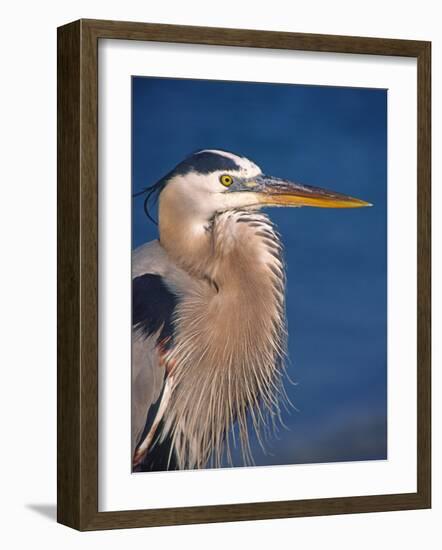 Great Blue Heron, Sanibel Island, Florida, USA-Charles Sleicher-Framed Photographic Print