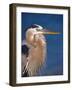 Great Blue Heron, Sanibel Island, Florida, USA-Charles Sleicher-Framed Photographic Print