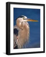 Great Blue Heron, Sanibel Island, Florida, USA-Charles Sleicher-Framed Photographic Print