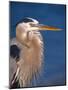 Great Blue Heron, Sanibel Island, Florida, USA-Charles Sleicher-Mounted Photographic Print