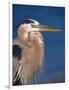 Great Blue Heron, Sanibel Island, Florida, USA-Charles Sleicher-Framed Photographic Print