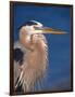 Great Blue Heron, Sanibel Island, Florida, USA-Charles Sleicher-Framed Photographic Print