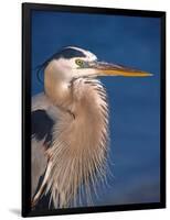 Great Blue Heron, Sanibel Island, Florida, USA-Charles Sleicher-Framed Photographic Print