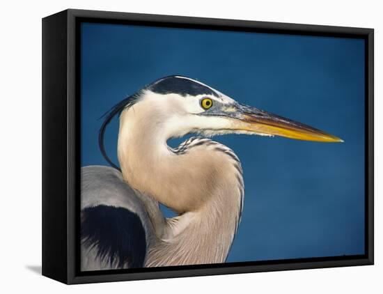 Great Blue Heron, Sanibel Island, Florida, USA-Charles Sleicher-Framed Stretched Canvas