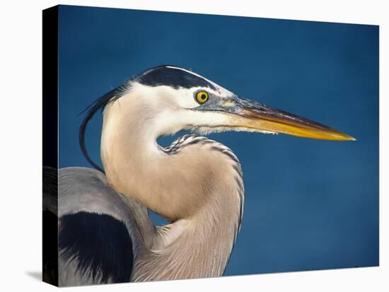 Great Blue Heron, Sanibel Island, Florida, USA-Charles Sleicher-Stretched Canvas