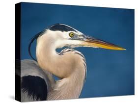 Great Blue Heron, Sanibel Island, Florida, USA-Charles Sleicher-Stretched Canvas