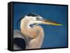 Great Blue Heron, Sanibel Island, Florida, USA-Charles Sleicher-Framed Stretched Canvas