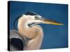 Great Blue Heron, Sanibel Island, Florida, USA-Charles Sleicher-Stretched Canvas