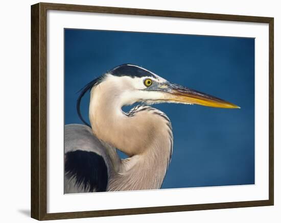 Great Blue Heron, Sanibel Island, Florida, USA-Charles Sleicher-Framed Photographic Print