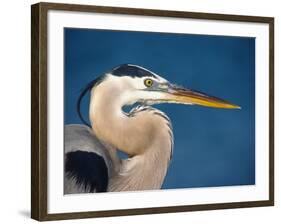 Great Blue Heron, Sanibel Island, Florida, USA-Charles Sleicher-Framed Photographic Print