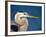 Great Blue Heron, Sanibel Island, Florida, USA-Charles Sleicher-Framed Photographic Print