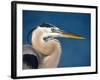 Great Blue Heron, Sanibel Island, Florida, USA-Charles Sleicher-Framed Photographic Print