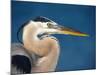 Great Blue Heron, Sanibel Island, Florida, USA-Charles Sleicher-Mounted Photographic Print