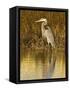 Great Blue Heron Standing in Salt Marsh on the Laguna Madre at South Padre Island, Texas, USA-Larry Ditto-Framed Stretched Canvas