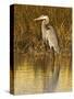 Great Blue Heron Standing in Salt Marsh on the Laguna Madre at South Padre Island, Texas, USA-Larry Ditto-Stretched Canvas