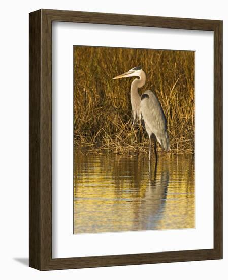 Great Blue Heron Standing in Salt Marsh on the Laguna Madre at South Padre Island, Texas, USA-Larry Ditto-Framed Photographic Print