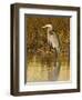 Great Blue Heron Standing in Salt Marsh on the Laguna Madre at South Padre Island, Texas, USA-Larry Ditto-Framed Photographic Print