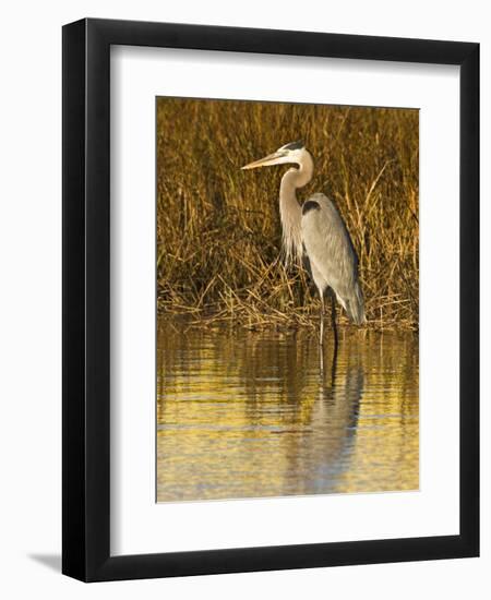 Great Blue Heron Standing in Salt Marsh on the Laguna Madre at South Padre Island, Texas, USA-Larry Ditto-Framed Photographic Print