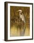Great Blue Heron Standing in Salt Marsh on the Laguna Madre at South Padre Island, Texas, USA-Larry Ditto-Framed Photographic Print