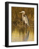 Great Blue Heron Standing in Salt Marsh on the Laguna Madre at South Padre Island, Texas, USA-Larry Ditto-Framed Photographic Print