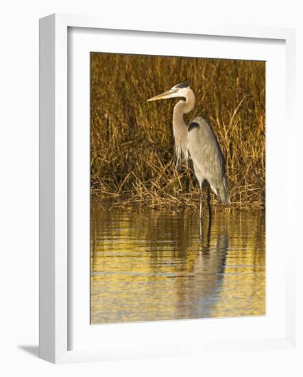 Great Blue Heron Standing in Salt Marsh on the Laguna Madre at South Padre Island, Texas, USA-Larry Ditto-Framed Photographic Print